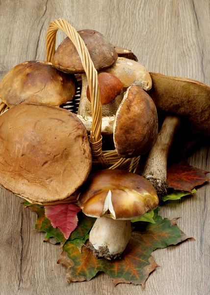 Cogumelos florestais crus — Fotografia de Stock