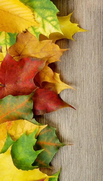 Frame of Autumn Leafs — Stock Photo, Image