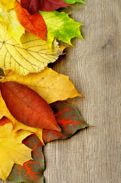 Frame of Autumn Leafs — Stock Photo, Image