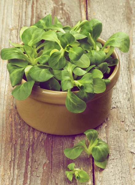 Corn Salad Leaves — Stock Photo, Image