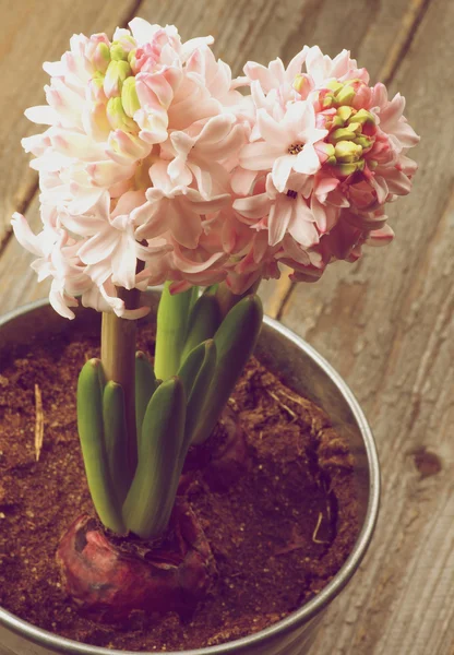 Belleza Jacintos rosados — Foto de Stock