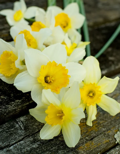 Jarní žluté narcisy — Stock fotografie