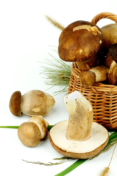 Сырые болетные грибы — стоковое фото