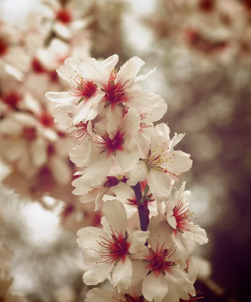 Cherry Blossom Branch — Stock Photo, Image