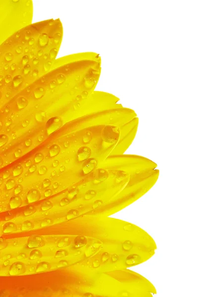 Yellow Gerbera Petals — Stock Photo, Image