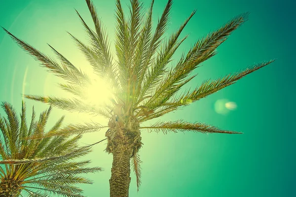 Prachtig uitzicht Palm bladeren in zon licht — Stockfoto