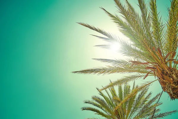 Piękny widok liści palmowych w świetle słonecznym — Zdjęcie stockowe