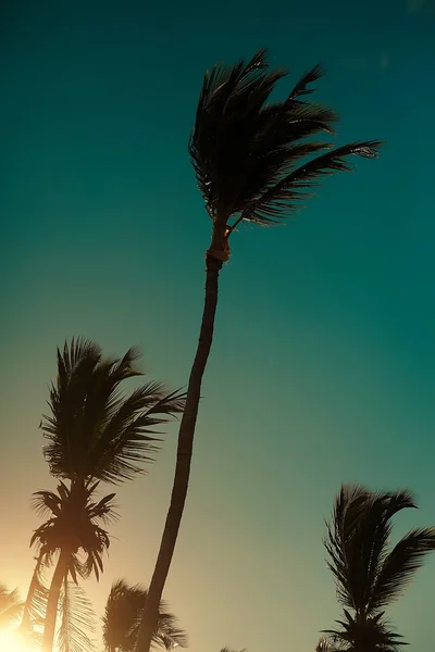 Foto en estilo retro con red de voleibol en la playa y palmeras detrás del cielo azul de verano — Foto de Stock