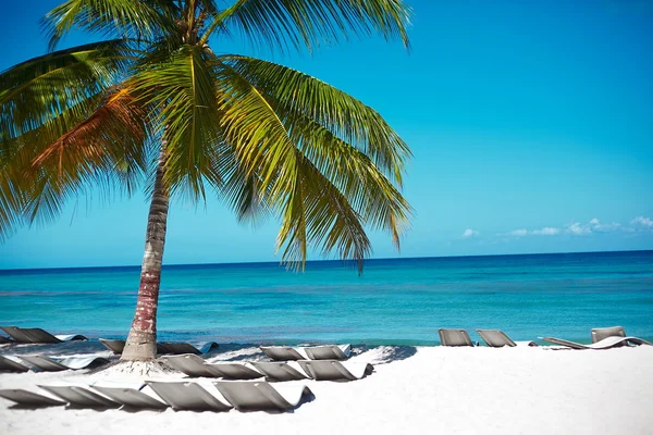 Playa tropical de verano con palmera rama de árbol mar y cielo fondo —  Fotos de Stock