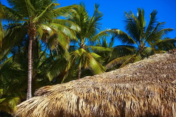 Tropische zomer strand met palm blad boom tak zee en hemel achtergrond — Stockfoto