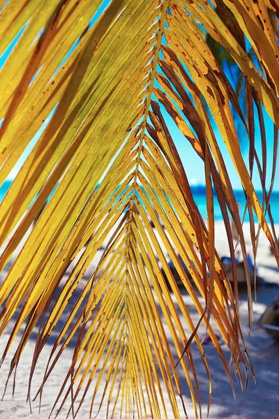 Tropischer Sommerstrand mit Palmblatt Zweig Meer und Himmel Hintergrund — Stockfoto