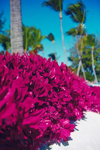 好热带粉色多彩背景与椰子棕榈树的视图 — 图库照片