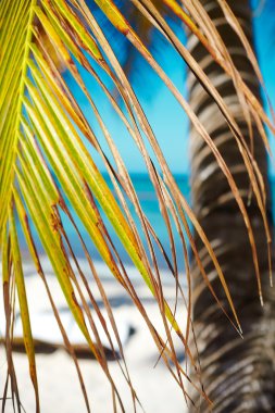 Tropikal yaz plaj palmiye yaprağı ağaç dalı deniz ve gökyüzü arka plan ile