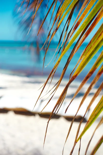 Praia de verão tropical com árvore de folha de palmeira ramo mar e céu fundo — Fotografia de Stock
