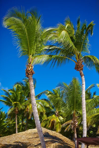 Tropische zomer strand met palm blad boom tak zee en hemel achtergrond — Stockfoto