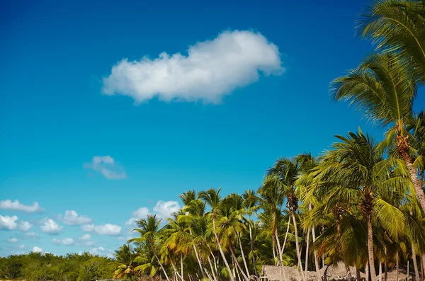 Praia de verão tropical com árvore de folha de palmeira ramo mar e céu fundo — Fotografia de Stock