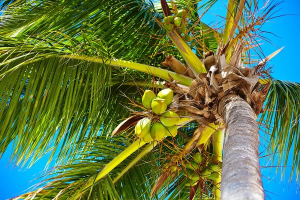 Tropischer Sommerstrand mit Palmblatt Zweig Meer und Himmel Hintergrund — Stockfoto