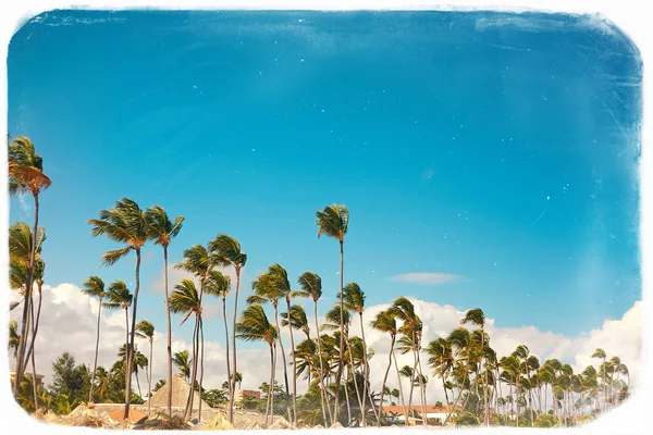 Tropische zomer strand met palm blad boom tak zee en hemel achtergrond — Stockfoto