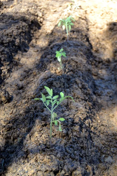 Tuin — Stockfoto