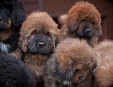 Tibetli mastiff bebek