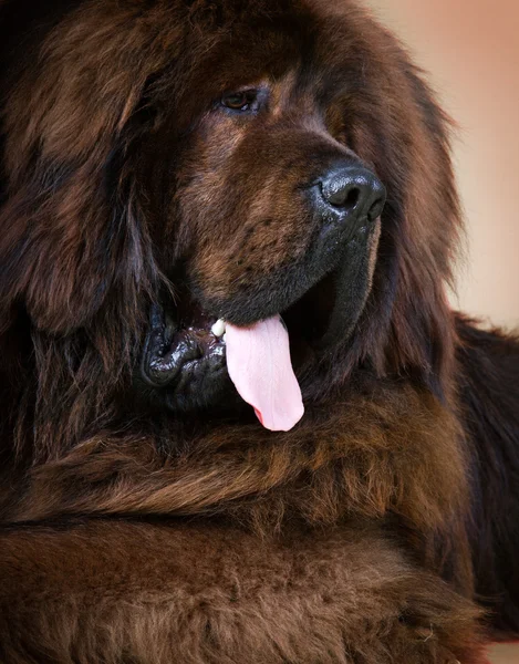 Tibetansk mastiff-hund — Stockfoto