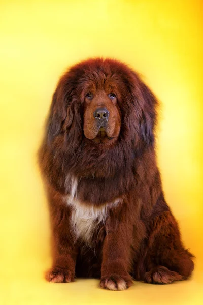 Tibetansk mastiff-hund — Stockfoto