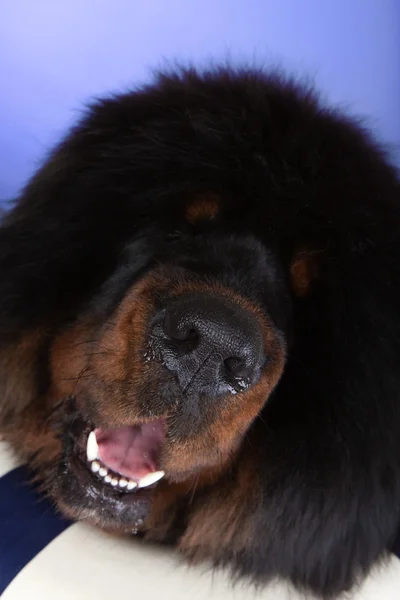 Cão mastim tibetano — Fotografia de Stock