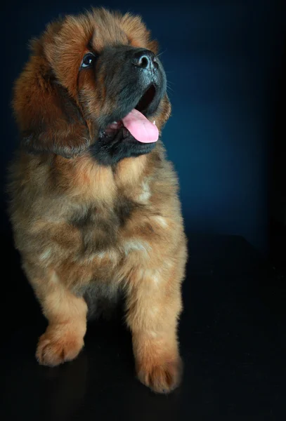 Mastiff tibétain bébé — Photo