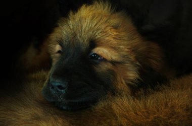 Tibetli mastiff bebek