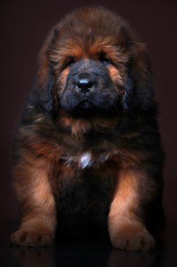 Tibetli mastiff bebek