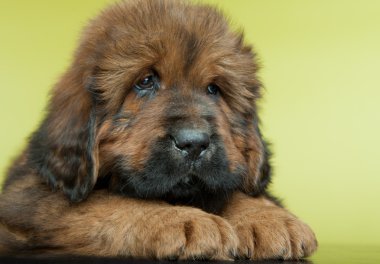 Tibetli mastiff bebek