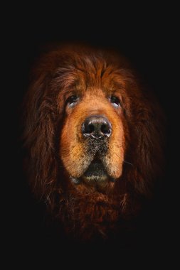 Tibetli mastiff köpek