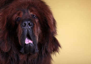 Tibetli mastiff köpek