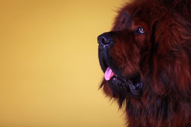 Tibetli mastiff köpek