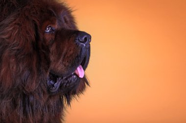 Tibetli mastiff köpek