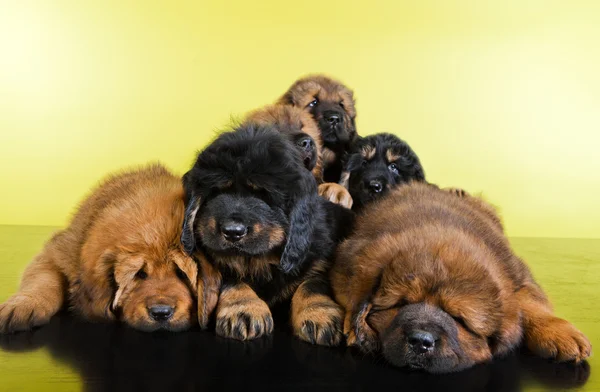 Tibetli mastiff bebek — Stok fotoğraf