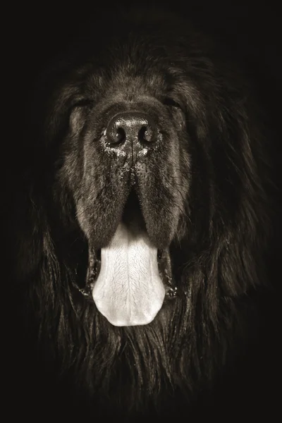 Tibetansk mastiff-hund — Stockfoto