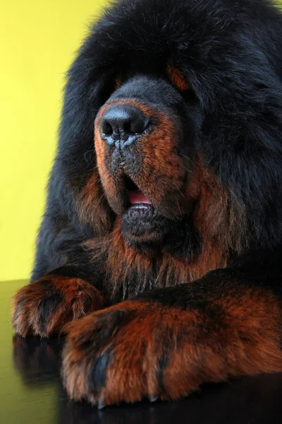 Tibetansk mastiff-hund — Stockfoto