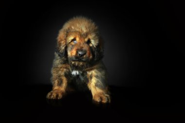 Tibetli mastiff bebek