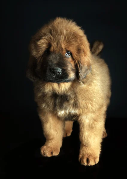 Tibetansk mastiff baby — Stockfoto