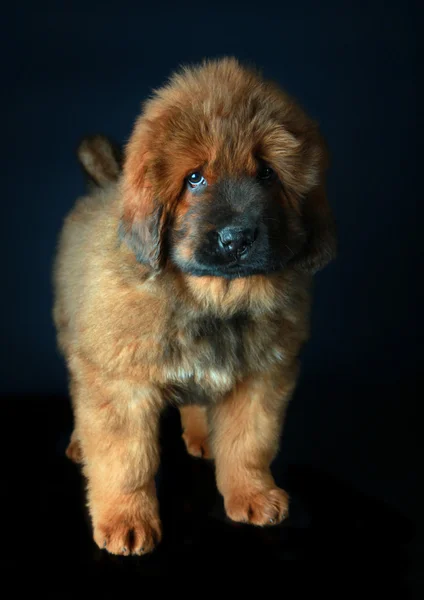 Mastino tibetano bambino — Foto Stock