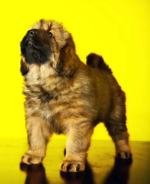 Tibetan mastiff baby — Stock Photo, Image