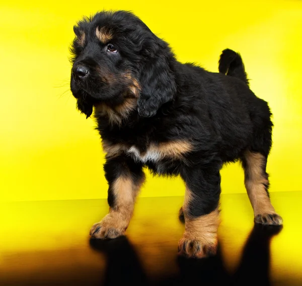 Tibetli mastiff bebek — Stok fotoğraf