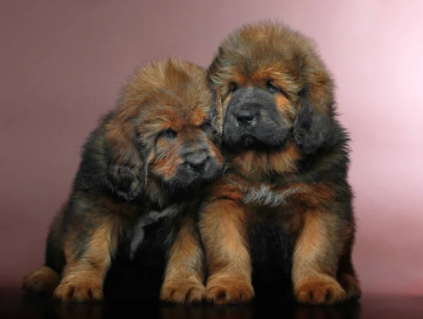 Tibetli mastiff bebek — Stok fotoğraf