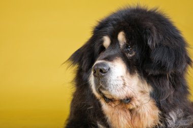 Tibetli mastiff köpek