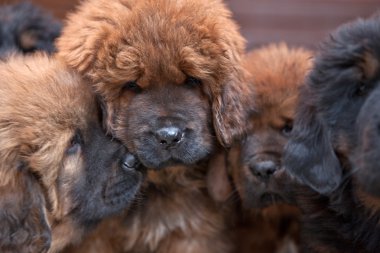 Tibetli mastiff bebek