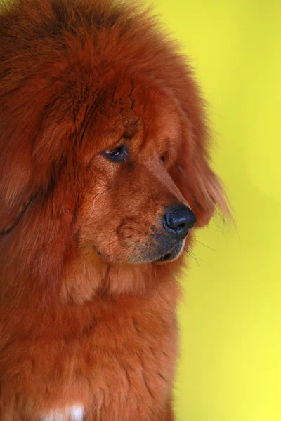 Tibetano mastiff cane — Foto Stock