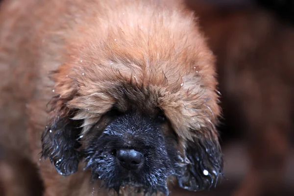 Tibetansk mastiff baby — Stockfoto