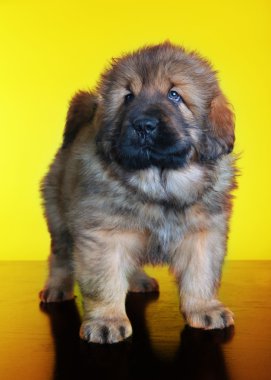 Tibetli mastiff bebek