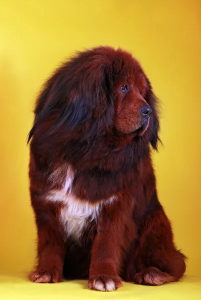 Röd Tibetansk mastiff hund — Stockfoto